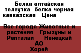 Белка алтайская телеутка, белка черная кавказская › Цена ­ 5 000 - Все города Животные и растения » Грызуны и Рептилии   . Ненецкий АО,Хорей-Вер п.